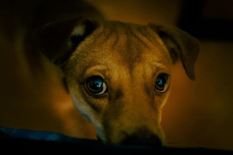 the eyes of a dog looking at the camera