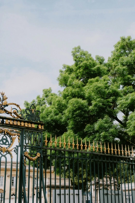 an ornate gate leading into a tree lined street