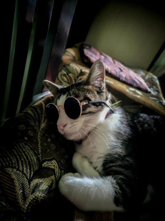 a cat wearing sunglasses is sitting on a chair