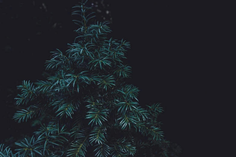 a black background of a fir tree, with the nches still green