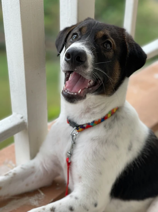 a dog sitting with his tongue out and his face showing