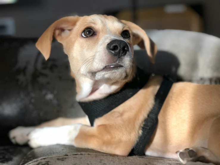 a tan dog is laying on the couch looking at soing