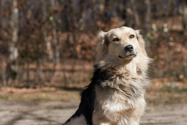 a dog with wet fur sits near trees