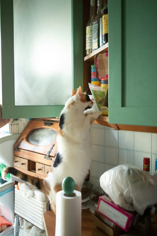 a dog hanging its nose out to sniff the kitchen sink