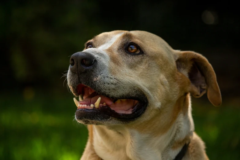 close up of the dog showing it's teeth