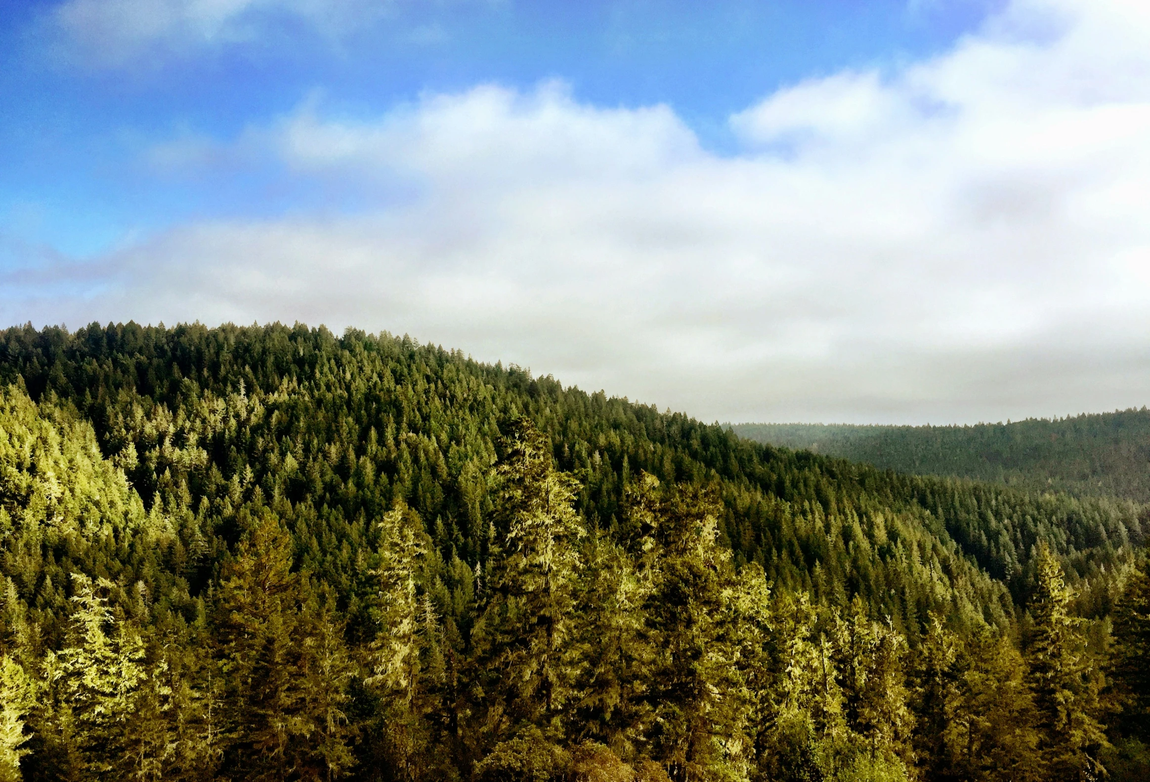 a forested area with trees in the foreground