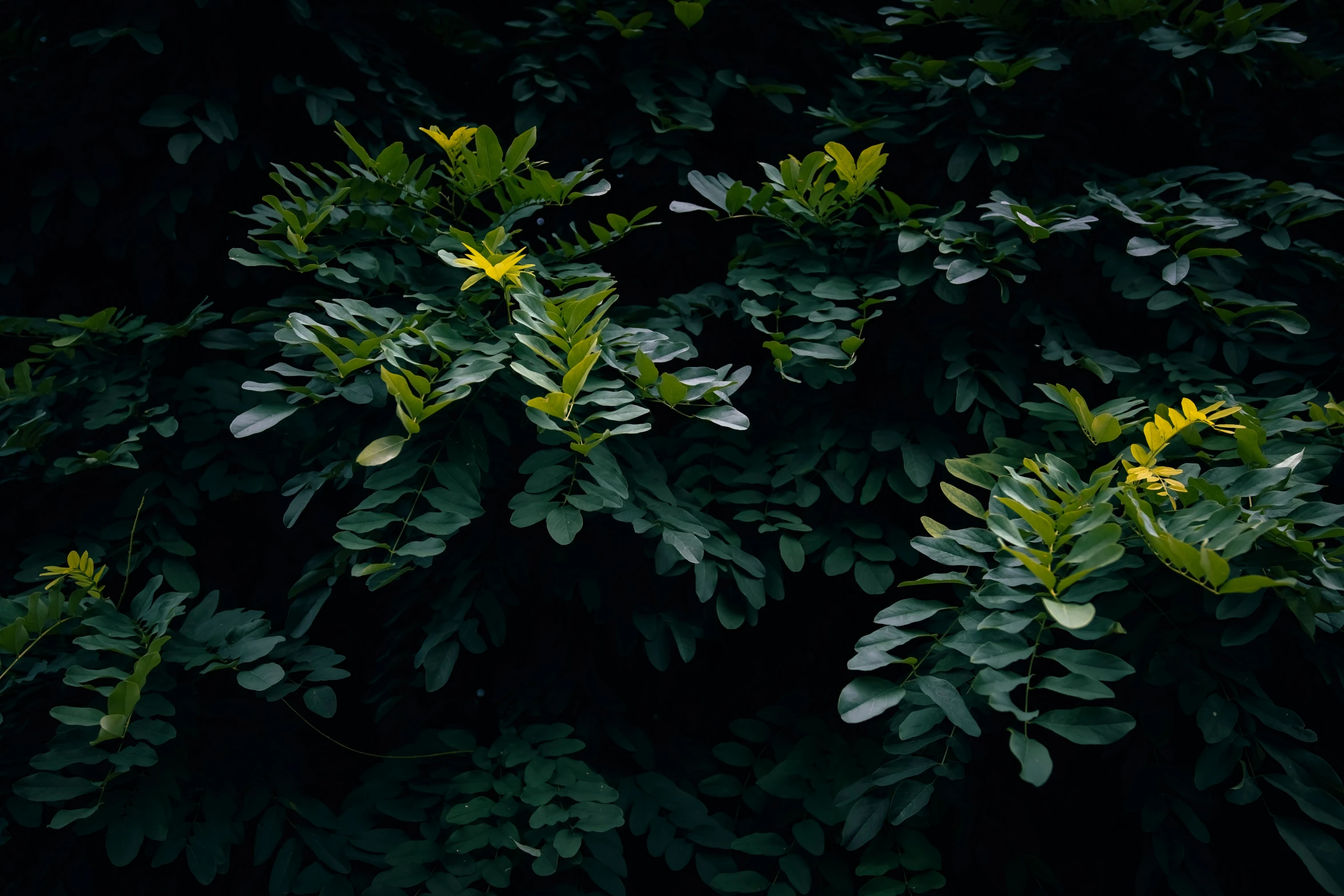 green leaves are growing around the plants