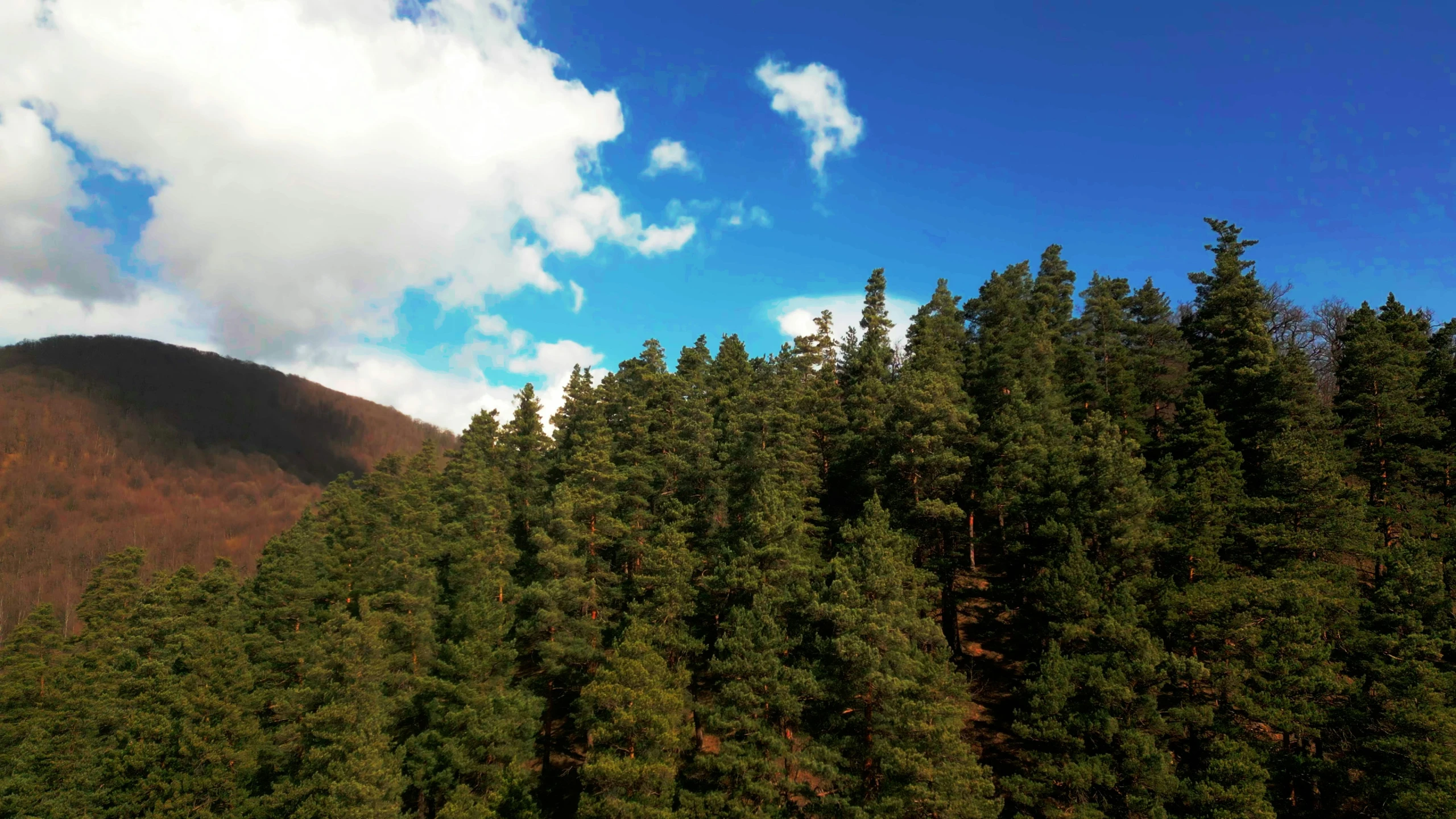 a mountain covered in trees with blue skies above