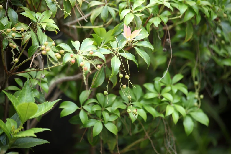 close up of leaves and buds on the tree