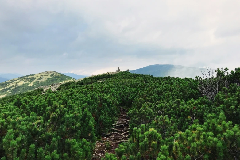 a mountain covered with lots of trees and a dirt path