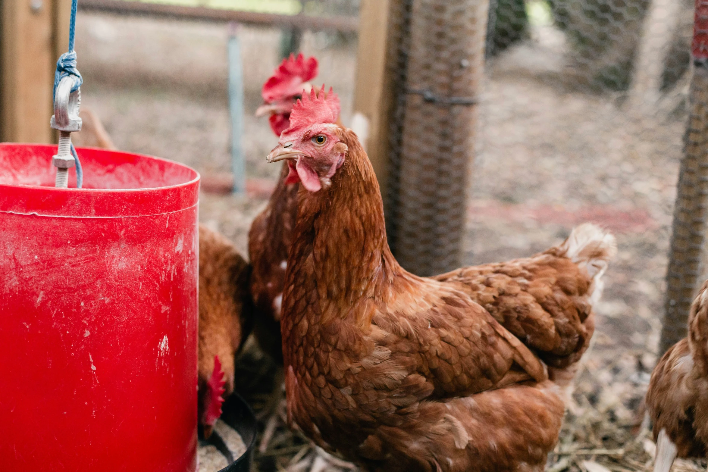 three chickens are eating from the feeder inside