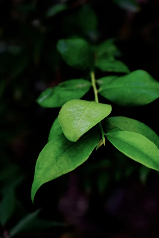 a group of green leaves growing on top of trees