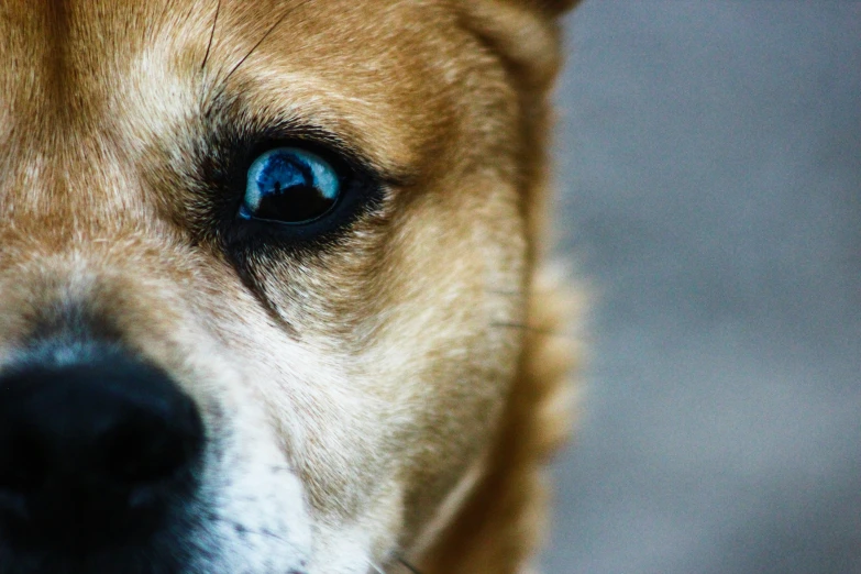 a brown dog with blue eyes staring into the camera