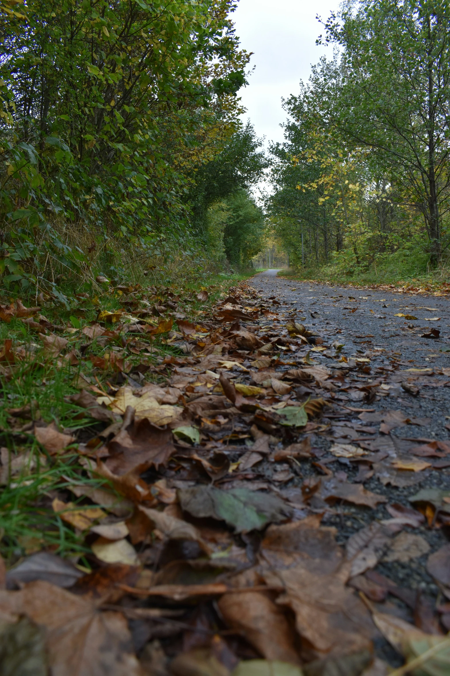 fallen leaves are scattered across a dirt path in the woods