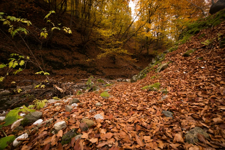 a leaf strewn path leading up to a stream