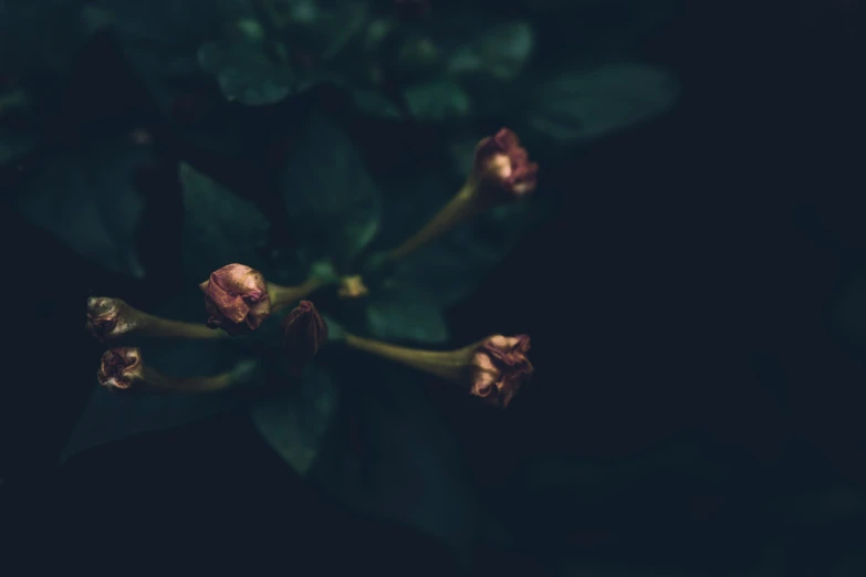 a closeup image of some pink flowers