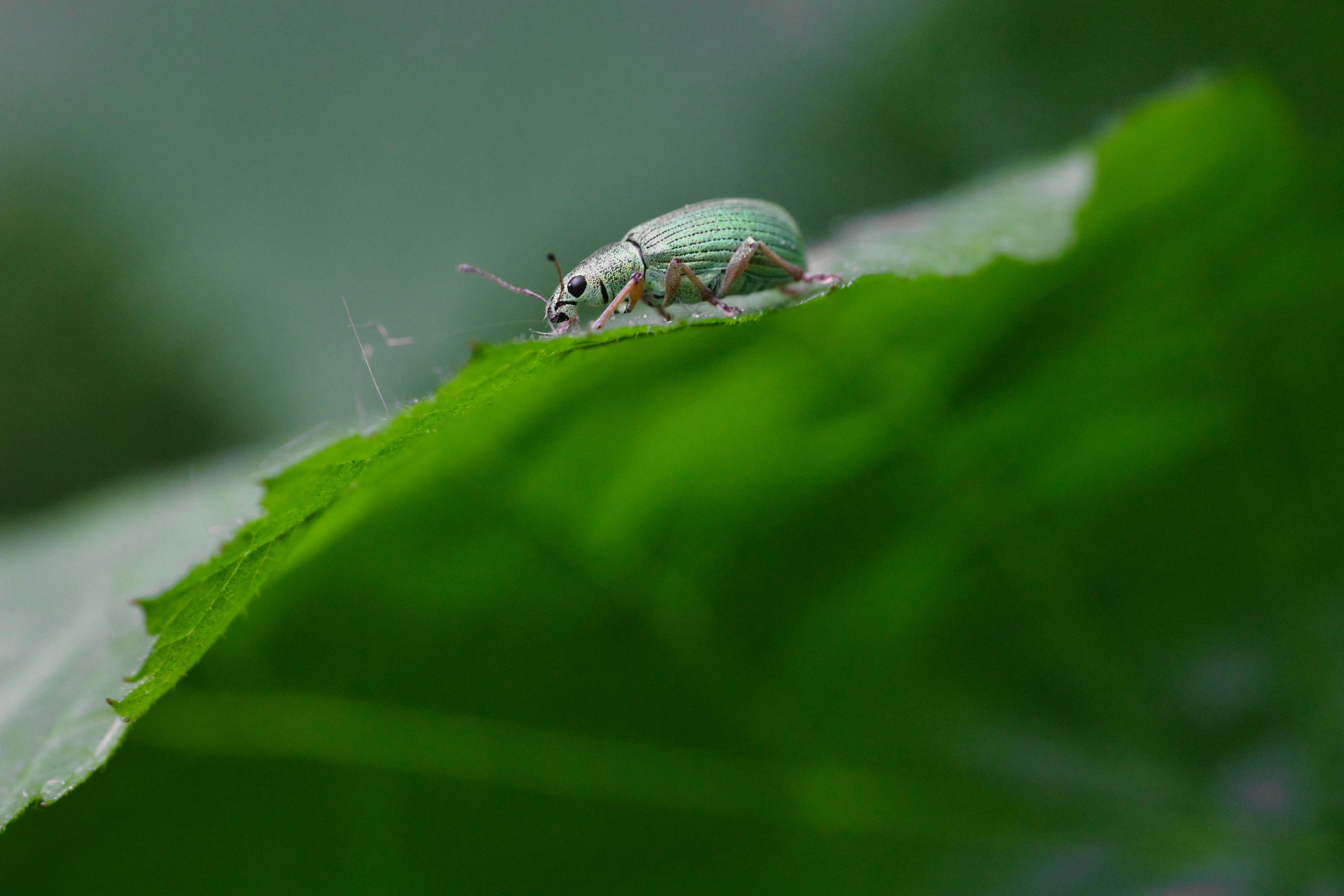 an insect on a leaf during the day