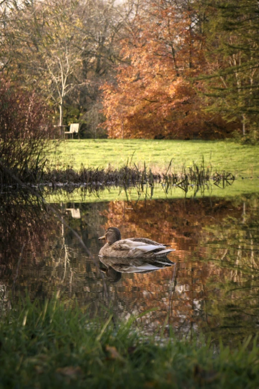 a large duck floating on top of a pond