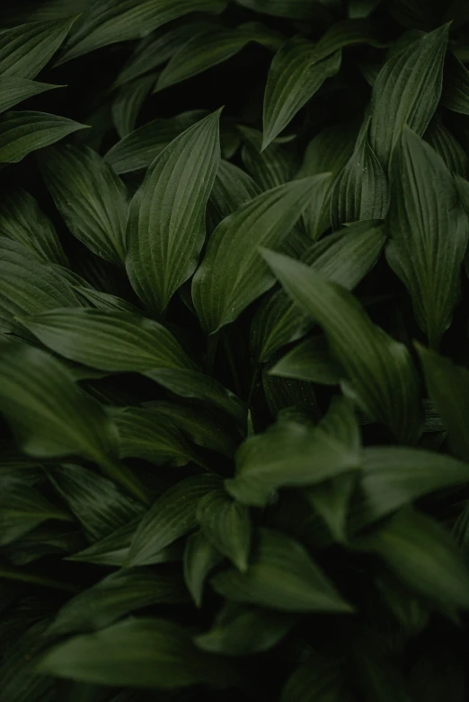 a close up image of green foliage with dark background