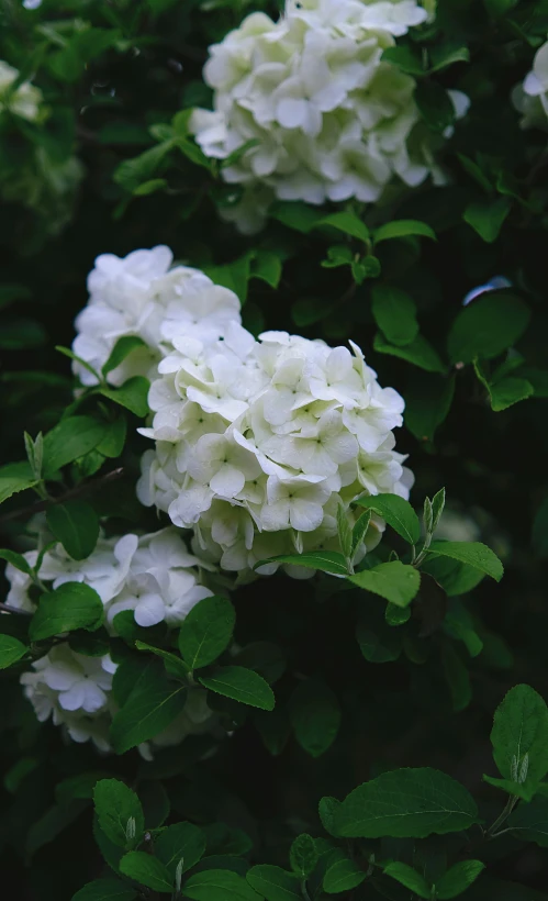 a couple of flowers that are blooming on a bush