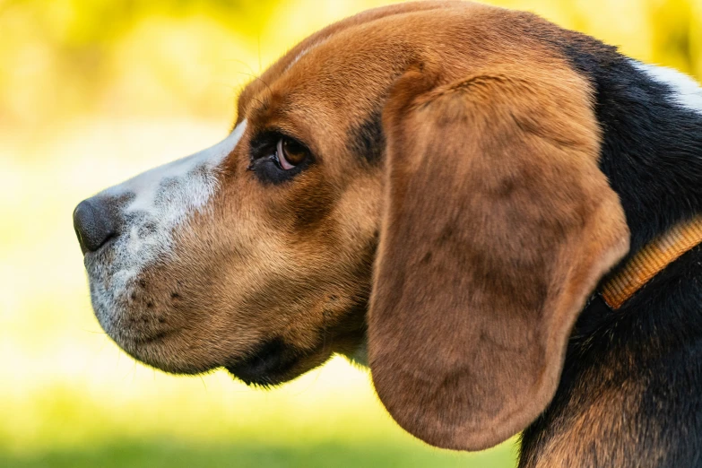 a brown dog with brown ears and black spots