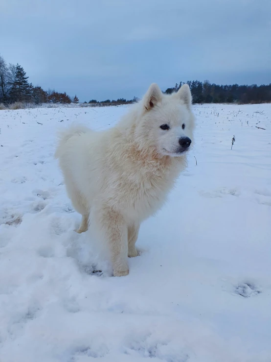 an old picture of a very small dog