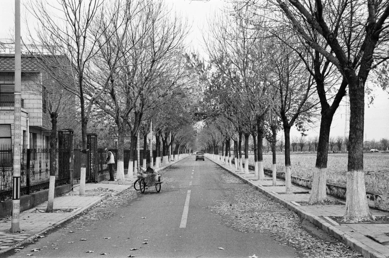 an empty street has trees and benches