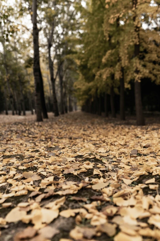 a bunch of leaves covering the ground in a forest