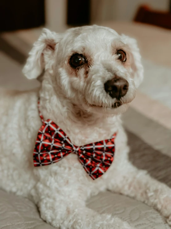 a white dog with a red checkered bow tie