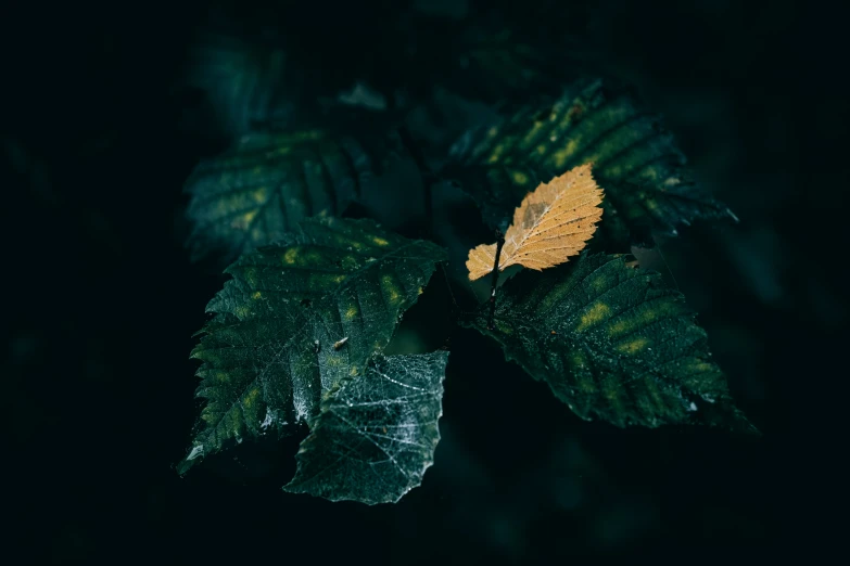 a fallen leaf on the back of a nch in the night