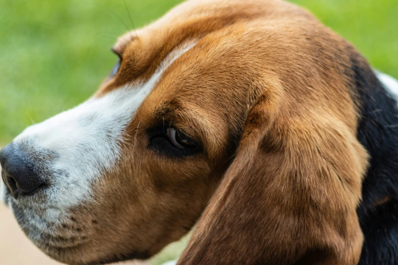 a hound dog looks alert on the ground