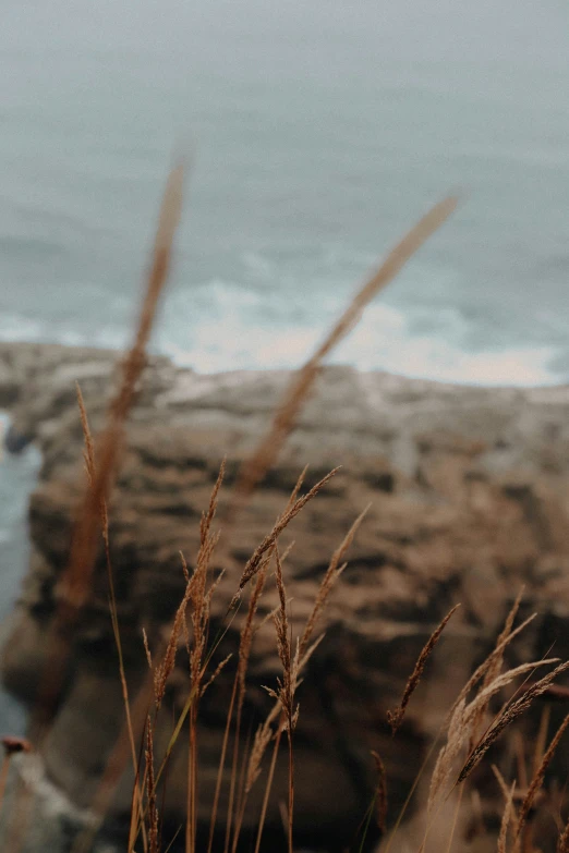 some grass is next to a cliff by the ocean