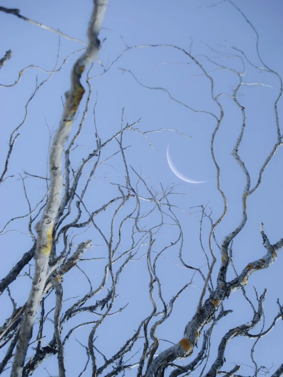 an image of moon through the nches of trees