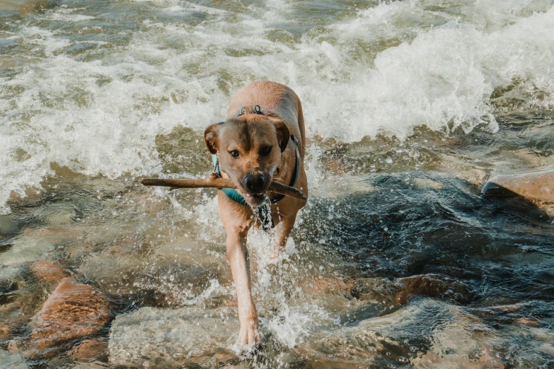 a dog that is standing in some water