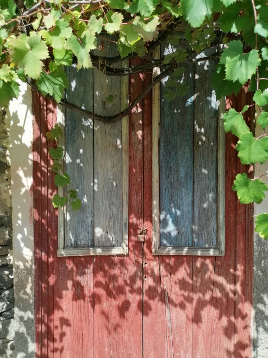 a wooden door with windows surrounded by leaves