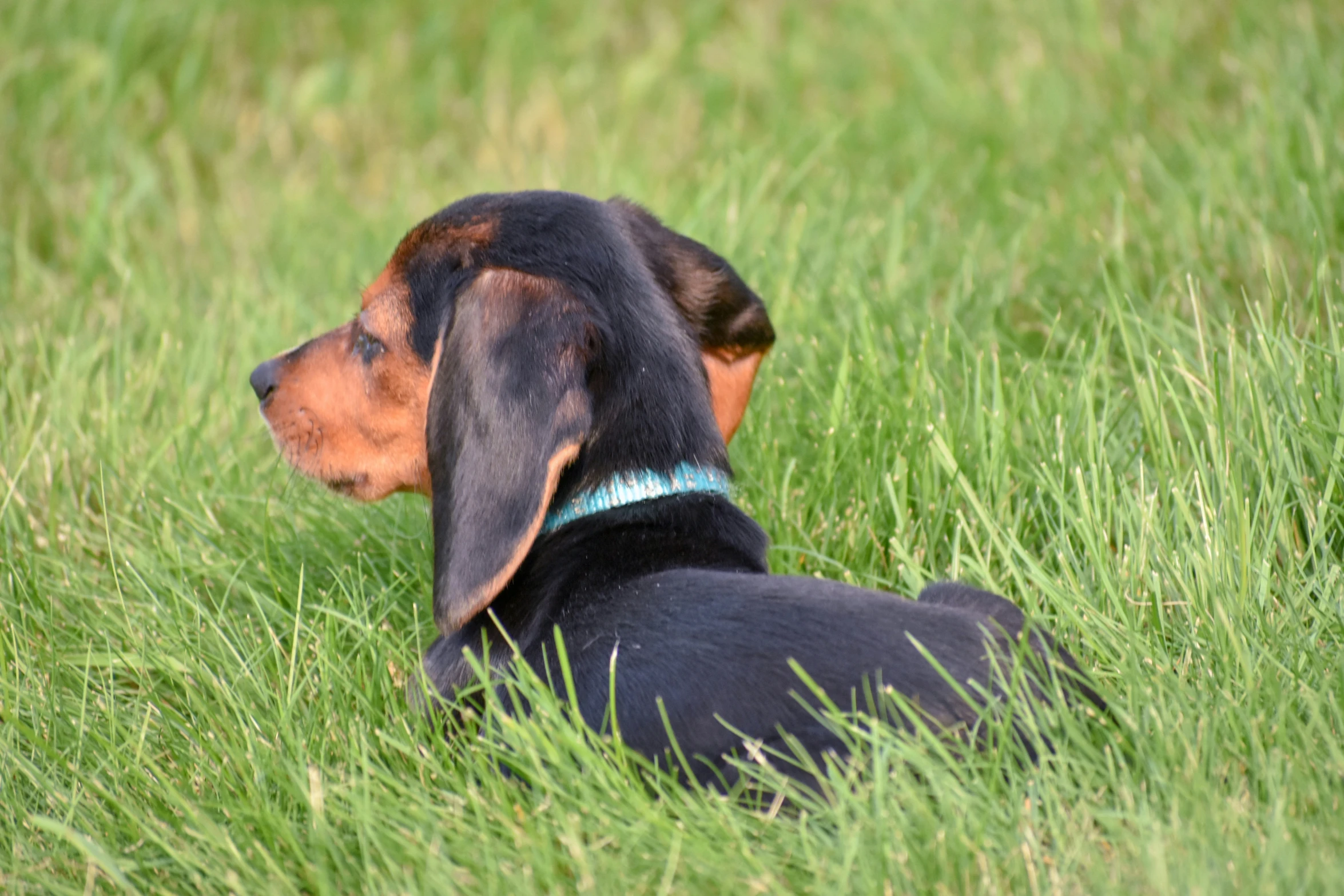 a dachshund dog laying in a field of green grass
