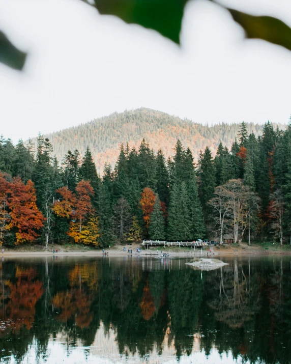 several trees and a mountain in the distance