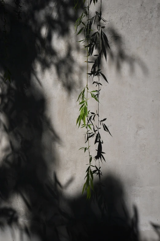 a plant and some long green nches casting shadows