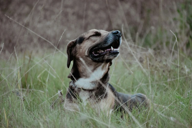 the dog is enjoying some rest in the tall grass