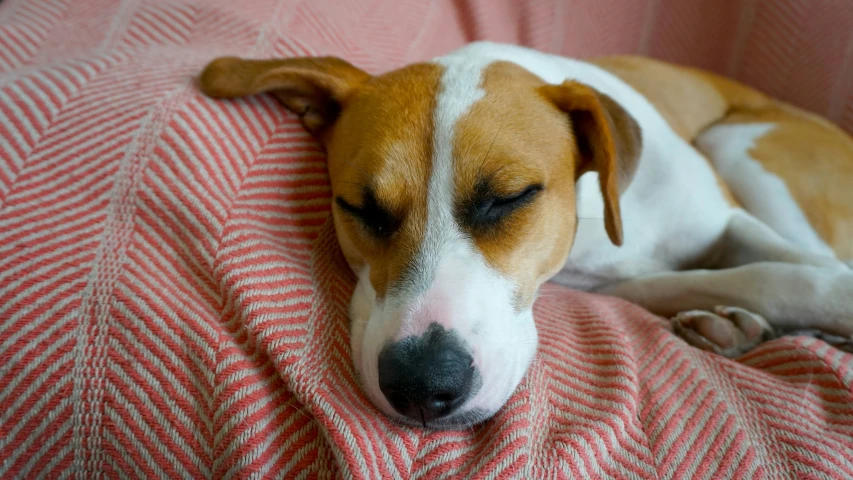 a dog resting his head on a pillow