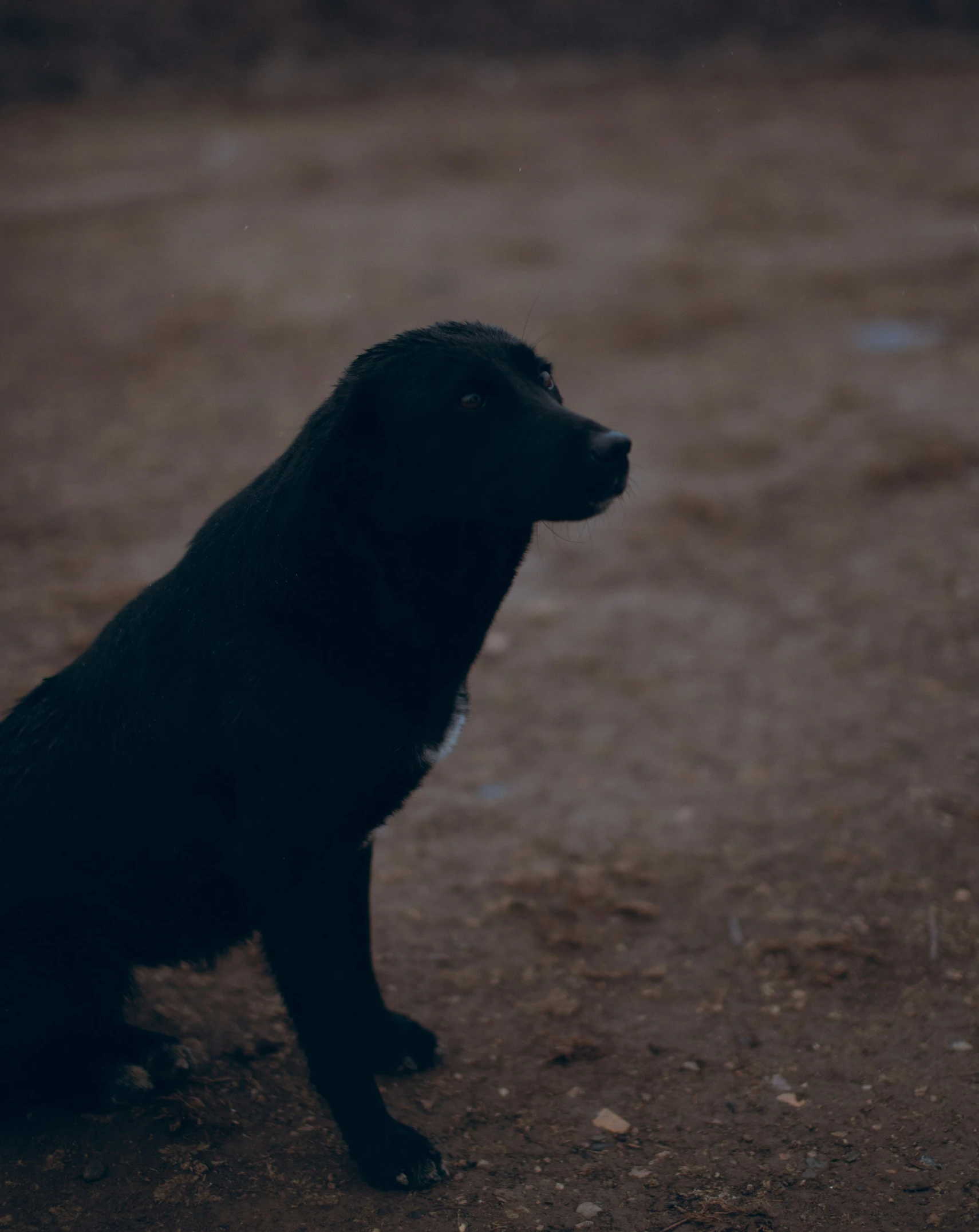 a black puppy is sitting in the dirt