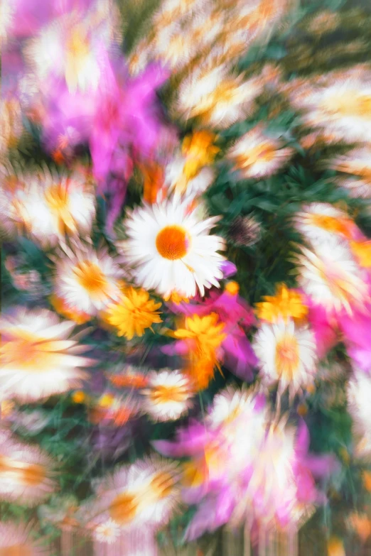 a blurry image of flowers and foliage