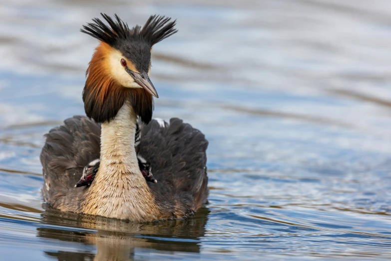 a very cute bird with an interesting head in the water