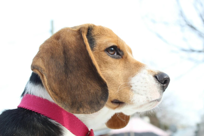 a brown and white dog with red collar and no leash