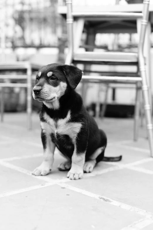 the dog is sitting near a chair on the ground