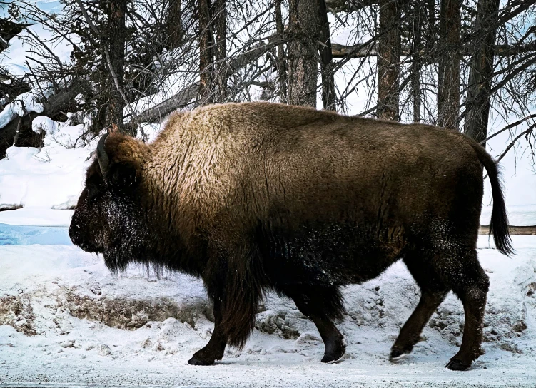 there is a large buffalo walking through the snow