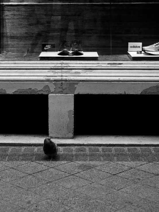 there is a cat sitting on the sidewalk by a concrete bench