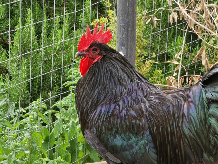 black rooster standing in grass on a perch