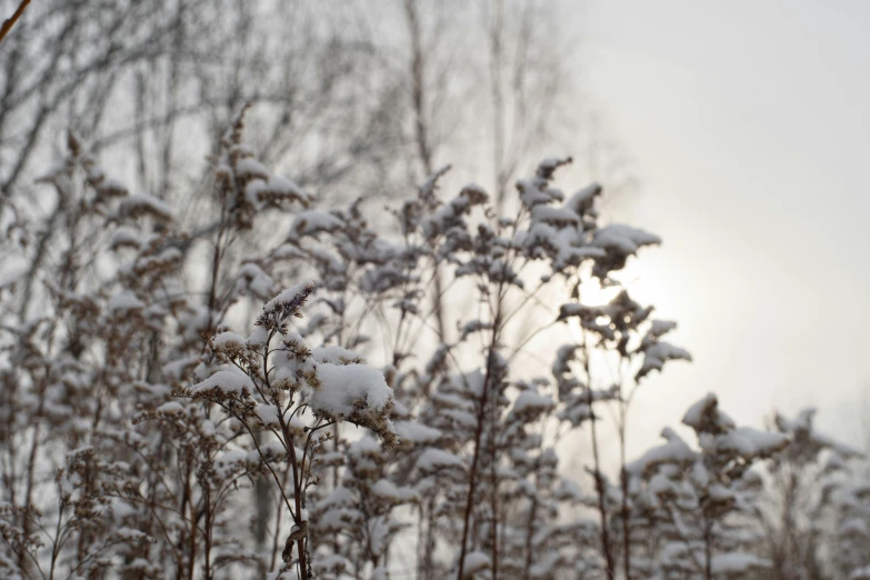 snow on top of snow - covered plants in a forest