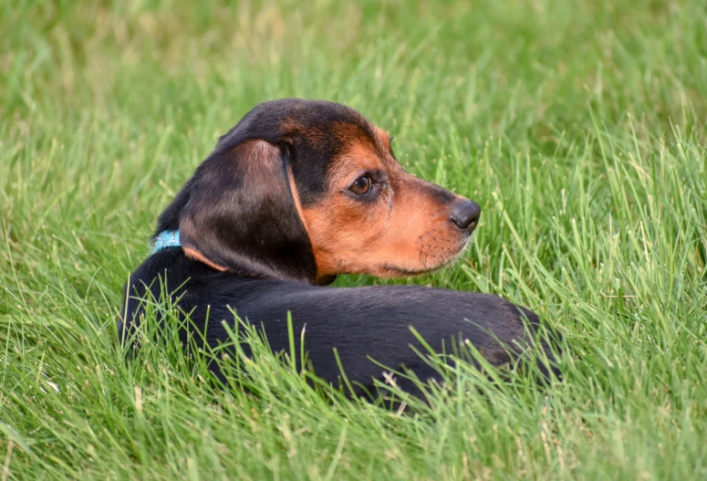small black dog laying in tall grass next to a fence